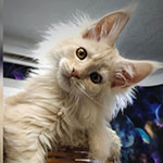 Maine Coon kitten Winter StarPaws, color ds 25, litter W, 09.03.2022