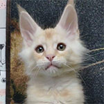 Maine coon kitten Winter video 1