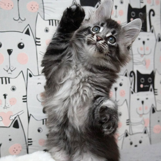 Maine Coon kitten XMentor StarPaws, color n 25, litter X, 19.08.2022