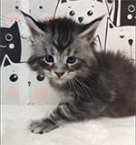 Maine Coon kitten XMentor video 1