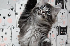 Maine Coon kitten XMentor StarPaws, color n 25, litter X, 19.08.2022