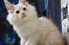 Maine Coon kitten Xander StarPaws, color es 25, litter X, 19.08.2022