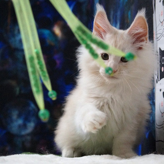 Maine Coon kitten Xander StarPaws, color es 25, litter X, 19.08.2022