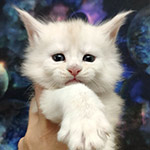 Maine Coon kitten Xander StarPaws, color es 25, litter X, 19.08.2022