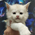 Maine Coon kitten Xander StarPaws, color es 25, litter X, 19.08.2022