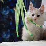 Maine Coon kitten Xander StarPaws, color es 25, litter X, 19.08.2022