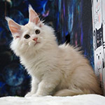 Maine Coon kitten Xander StarPaws, color es 25, litter X, 19.08.2022