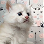 Maine coon kitten Xander video 1