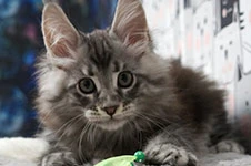 Maine Coon kitten Xenon StarPaws, color ns 22, litter X, 19.08.2022