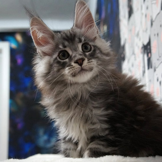 Maine Coon kitten Xenon StarPaws, color ns 22, litter X, 19.08.2022