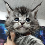 Maine Coon kitten Xenon StarPaws, color ns 22, litter X, 19.08.2022