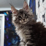 Maine Coon kitten Xenon StarPaws, color ns 22, litter X, 19.08.2022