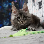 Maine Coon kitten Xenon StarPaws, color ns 22, litter X, 19.08.2022