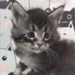 Maine coon kitten Xenon video 1