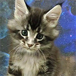 Maine coon kitten Xenon video 2