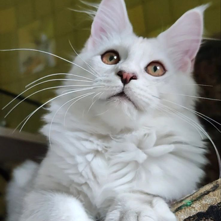 Maine Coon kitten Yeruti StarPaws, color fs 12, litter Y, 10.11.2022