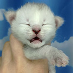 Maine Coon kitten Yeruti StarPaws, color fs 12, litter Y, 10.11.2022
