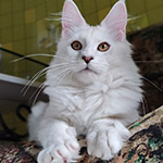 Maine Coon kitten Yeruti StarPaws, color fs 12, litter Y, 10.11.2022