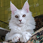Maine Coon kitten Yeruti StarPaws, color fs 12, litter Y, 10.11.2022