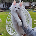 Maine Coon kitten Yeruti StarPaws, color fs 12, litter Y, 10.11.2022