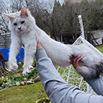Maine Coon kitten Yeruti StarPaws, color fs 12, litter Y, 10.11.2022