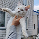 Maine Coon kitten Yeruti StarPaws, color fs 12, litter Y, 10.11.2022