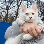 Maine Coon kitten Yeruti StarPaws, color fs 12, litter Y, 10.11.2022