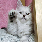 Maine Coon kitten Yeruti StarPaws, color fs 12, litter Y, 10.11.2022