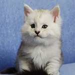 Maine Coon kitten Yeruti StarPaws, color fs 12, litter Y, 10.11.2022