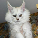Maine Coon kitten Yeruti StarPaws, color fs 12, litter Y, 10.11.2022