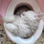 Maine Coon kitten Yeruti StarPaws, color fs 12, litter Y, 10.11.2022