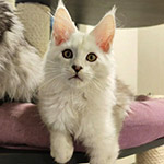 Maine Coon kitten Yeruti StarPaws, color fs 12, litter Y, 10.11.2022