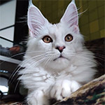 Maine coon kitten Yeruti video 1