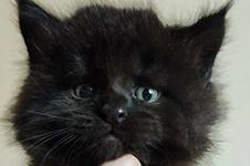 Maine Coon kitten Yeti StarPaws, color ns, litter Y, 10.11.2022