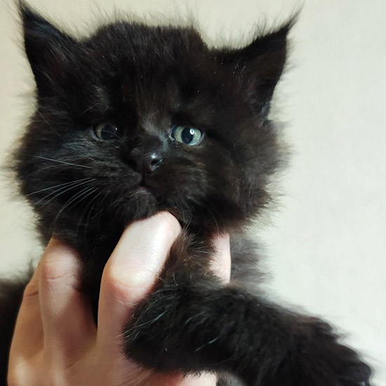 Maine Coon kitten Yeti StarPaws, color ns, litter Y, 10.11.2022