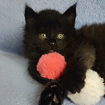 Maine Coon kitten Yeti StarPaws, color ns, litter Y, 10.11.2022