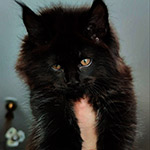 Maine Coon kitten Yeti StarPaws, color ns, litter Y, 10.11.2022