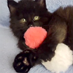 Maine coon kitten Yeti video 1