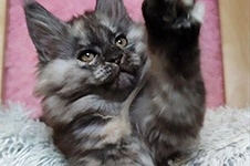 Maine Coon kitten Yoda StarPaws, color fs, litter Y, 10.11.2022