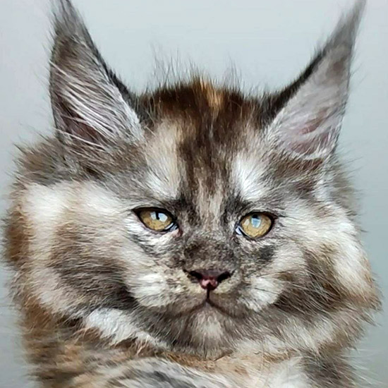 Maine Coon kitten Yoda StarPaws, color fs, litter Y, 10.11.2022