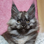 Maine Coon kitten Yoda StarPaws, color fs, litter Y, 10.11.2022