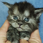 Maine Coon kitten Yoda StarPaws, color fs, litter Y, 10.11.2022