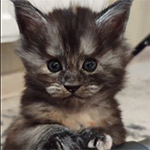 Maine coon kitten Yoda video 1