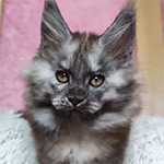 Maine coon kitten Yoda video 2