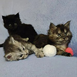 Maine Coon kittens StarPaws, litter Y, 10.11.2022