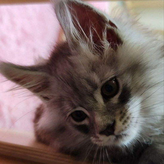 Maine Coon kitten Zorro StarPaws, color ns 22, litter Z, 14.11.2022