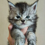 Maine Coon kitten Zorro StarPaws, color ns 22, litter Z, 14.11.2022