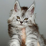 Maine Coon kitten Zorro StarPaws, color ns 22, litter Z, 14.11.2022