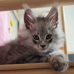 Maine Coon kitten Zorro StarPaws, color ns 22, litter Z, 14.11.2022