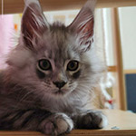 Maine Coon kitten Zorro StarPaws, color ns 22, litter Z, 14.11.2022